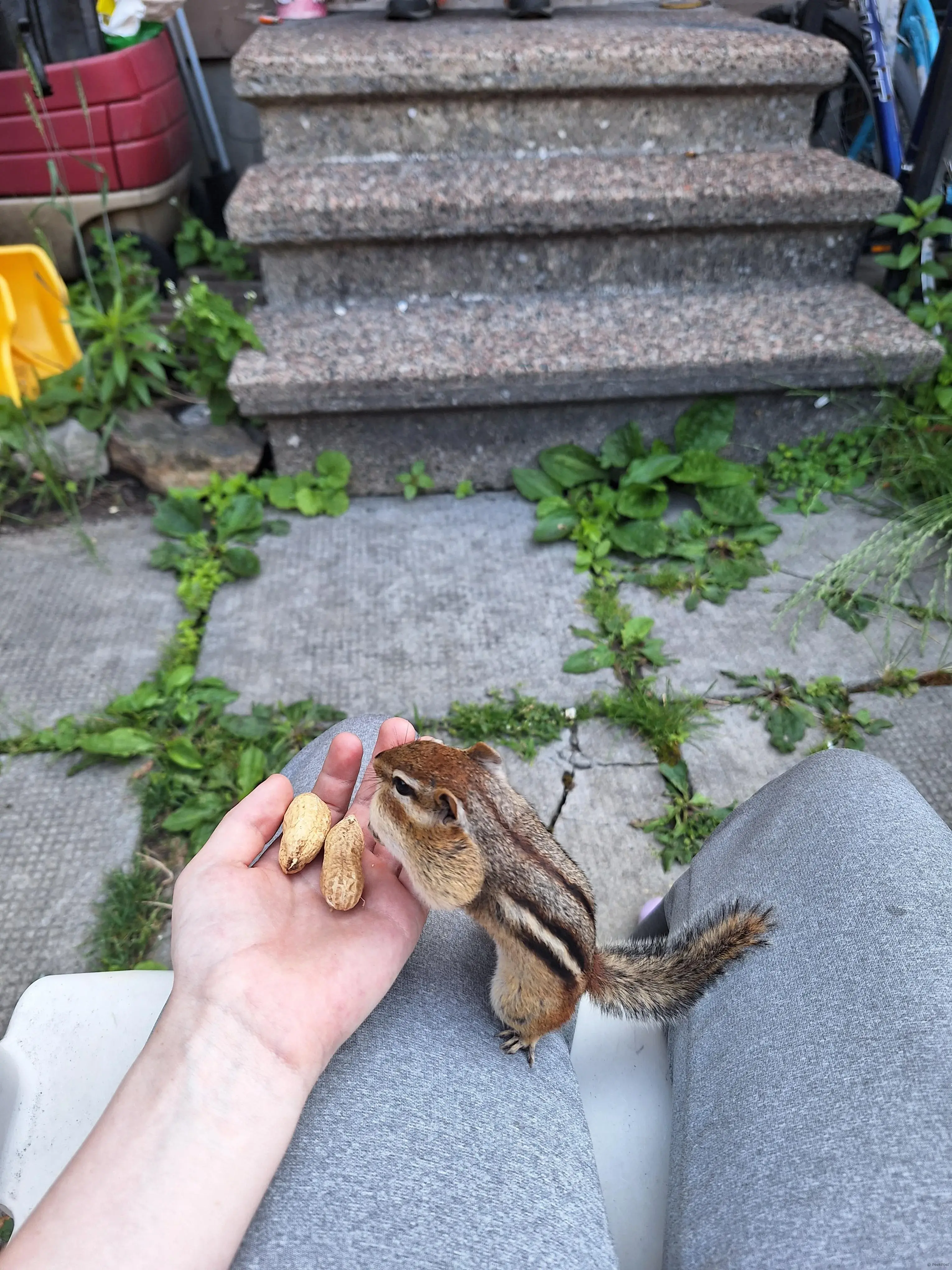 The Chipmunk that believes in me