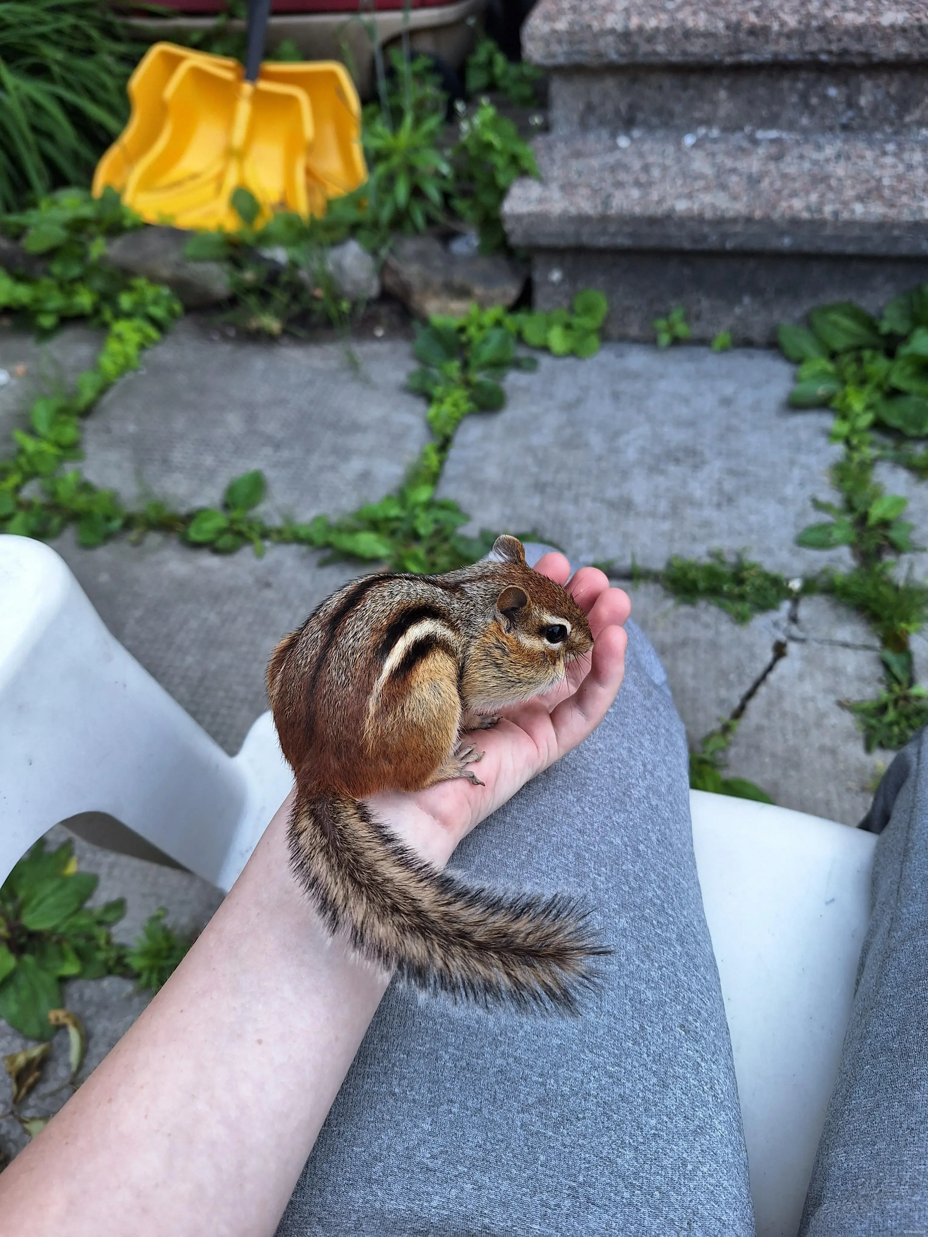 The Chipmunk that believes in me