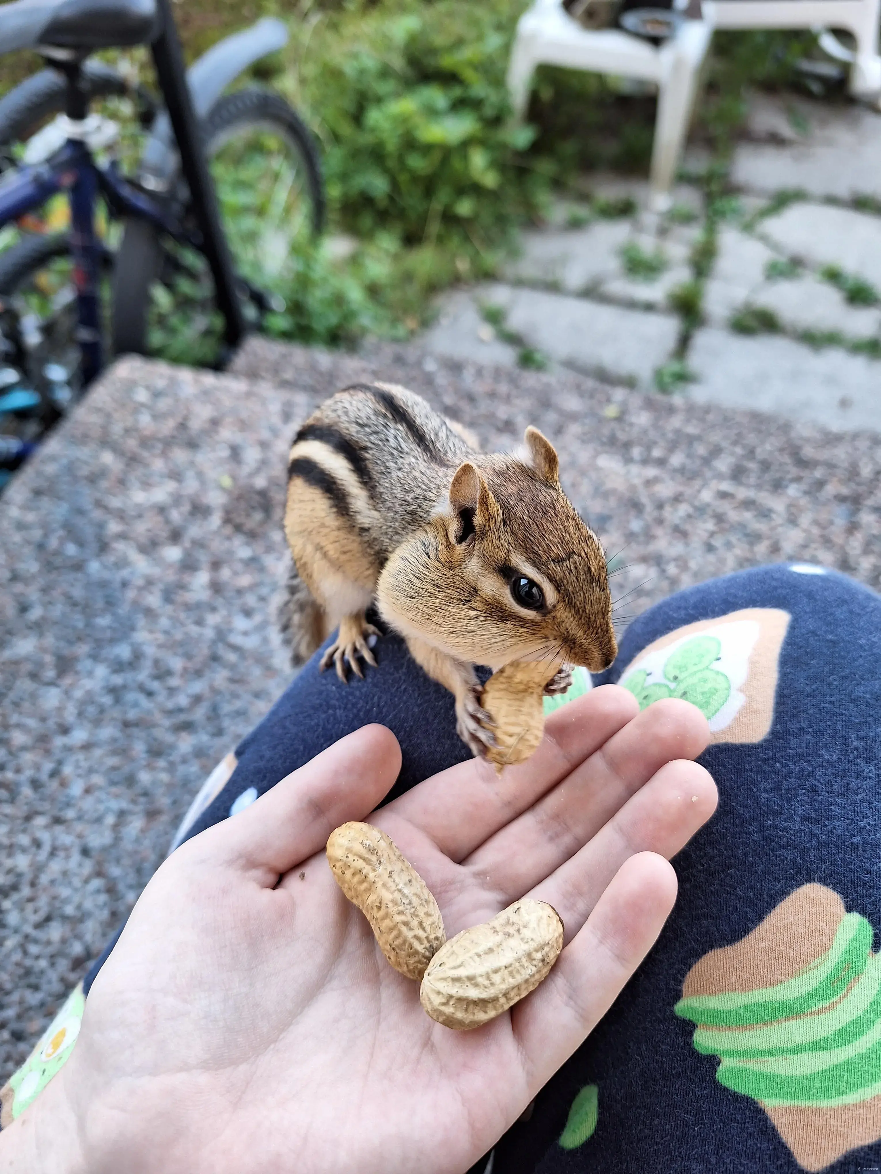 The Chipmunk that believes in me