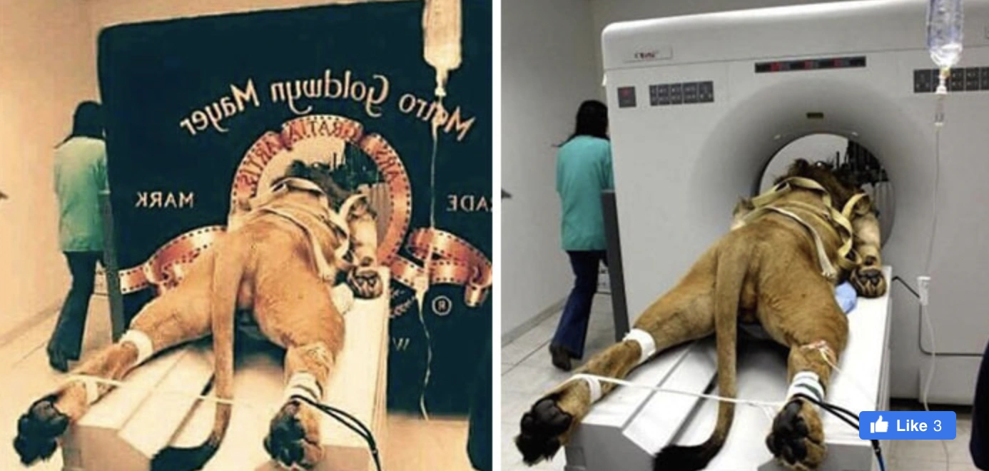 21 Popular Viral Photos That Fooled Everyone into Believing They Were Real