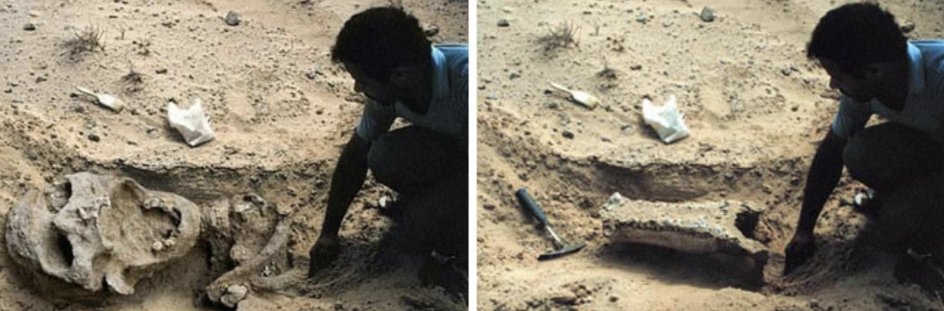 21 Popular Viral Photos That Fooled Everyone into Believing They Were Real