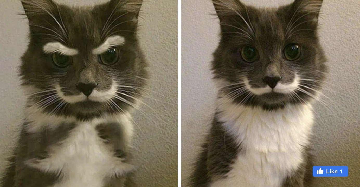 21 Popular Viral Photos That Fooled Everyone into Believing They Were Real