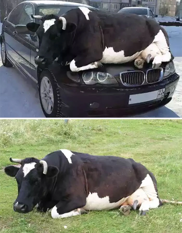 21 Popular Viral Photos That Fooled Everyone into Believing They Were Real