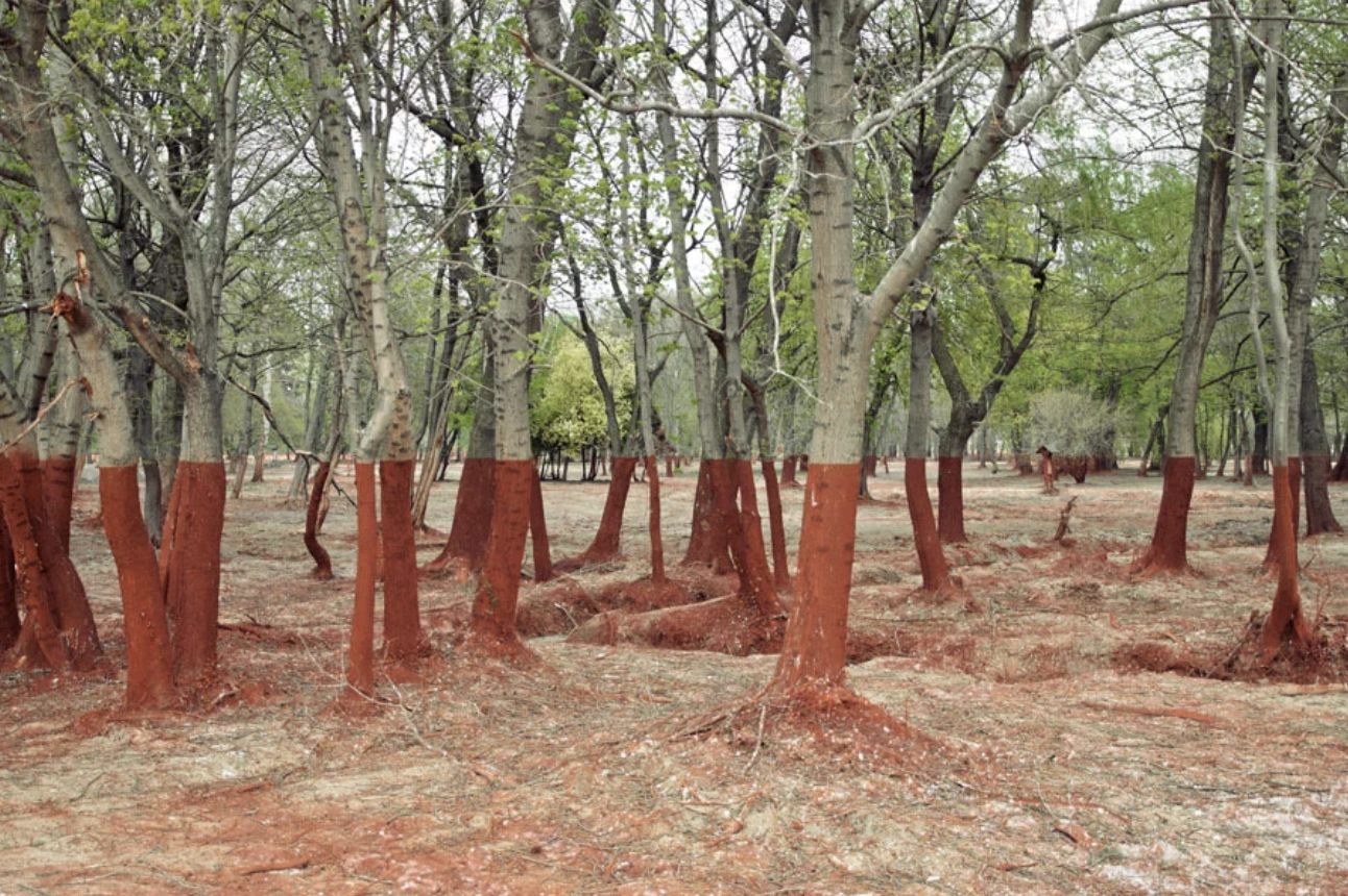 31 Transformative Images: Before-and-After Shots of Man-Made and Natural Calamities