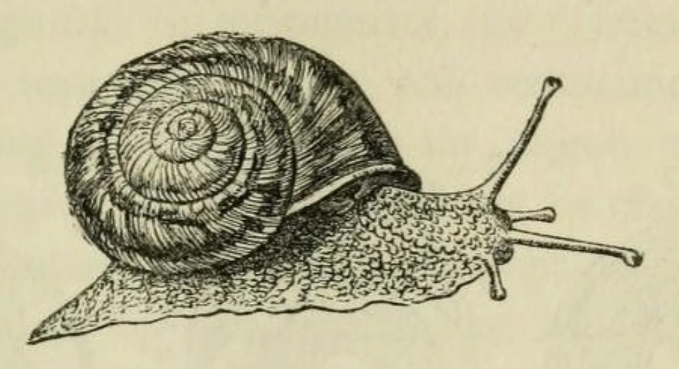 21 Bizarre and Unusual Exhibits Found in Museums Around the World