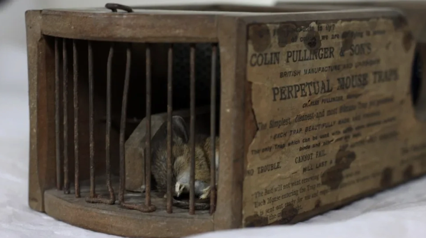 21 Bizarre and Unusual Exhibits Found in Museums Around the World