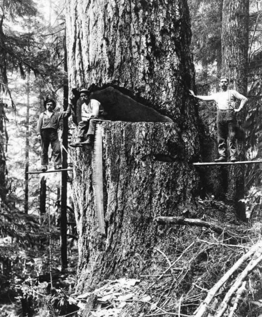 21 Stunning Images of Old-Growth Logging to Transport You to the World of Paul Bunyan