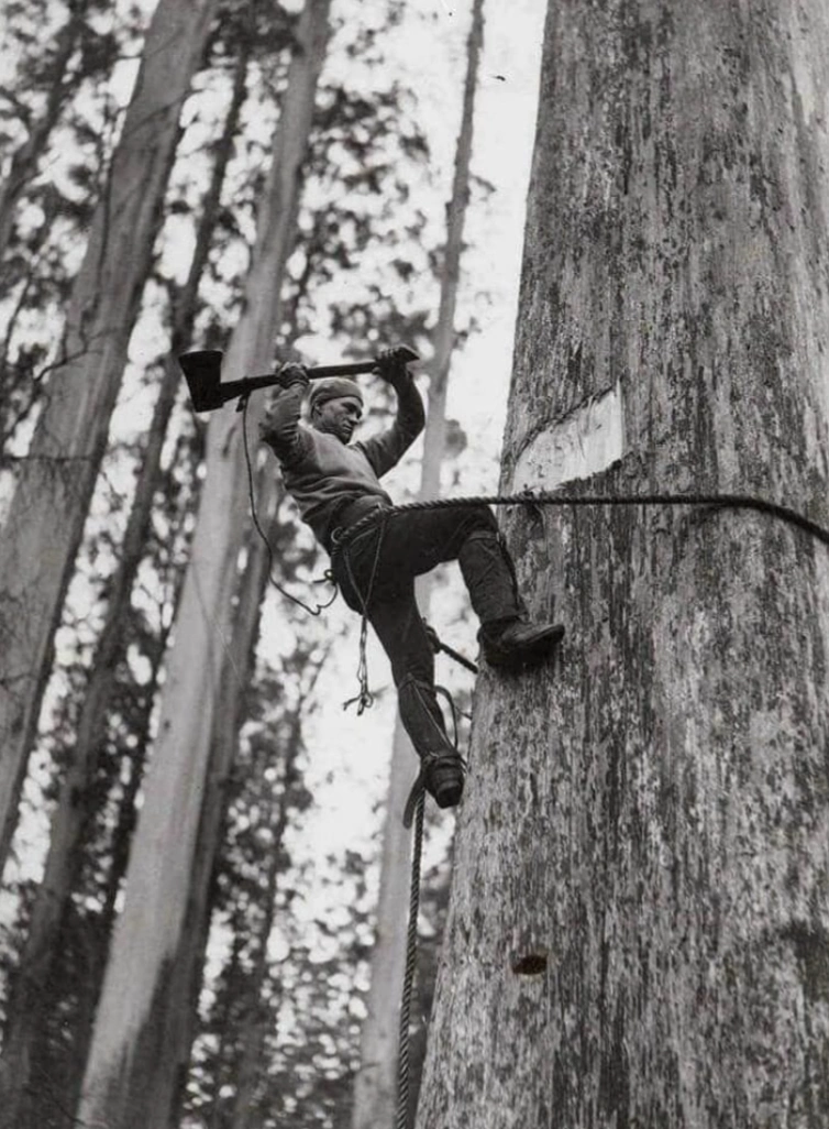 21 Stunning Images of Old-Growth Logging to Transport You to the World of Paul Bunyan
