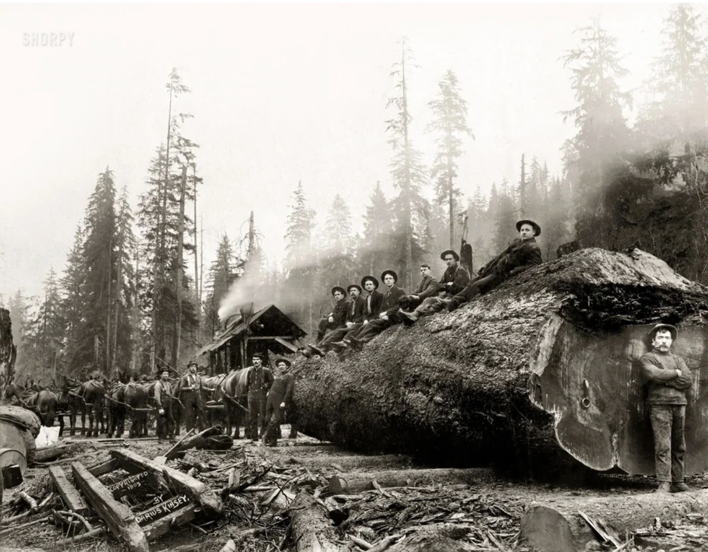 21 Stunning Images of Old-Growth Logging to Transport You to the World of Paul Bunyan