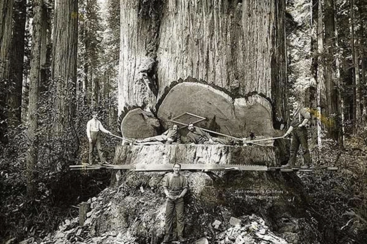21 Stunning Images of Old-Growth Logging to Transport You to the World of Paul Bunyan