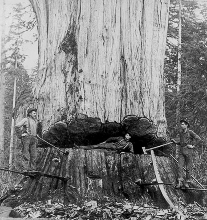 21 Stunning Images of Old-Growth Logging to Transport You to the World of Paul Bunyan