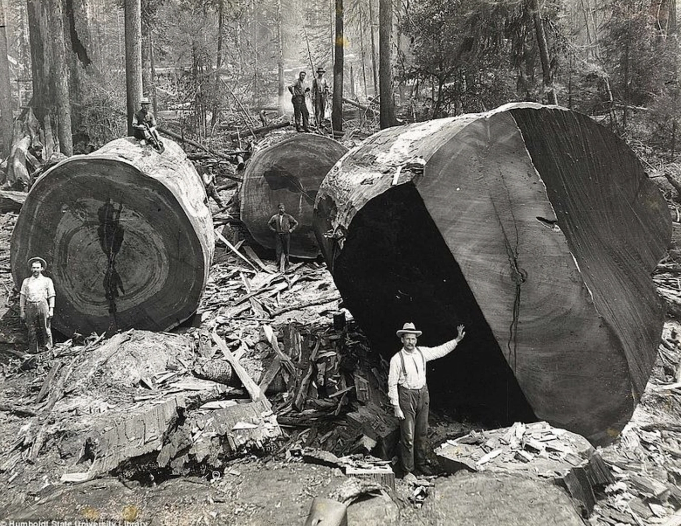 21 Stunning Images of Old-Growth Logging to Transport You to the World of Paul Bunyan