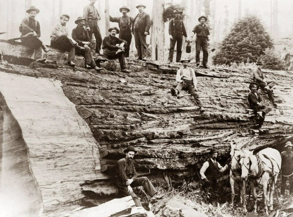 21 Stunning Images of Old-Growth Logging to Transport You to the World of Paul Bunyan