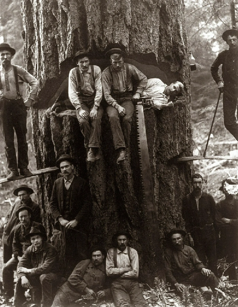 21 Stunning Images of Old-Growth Logging to Transport You to the World of Paul Bunyan