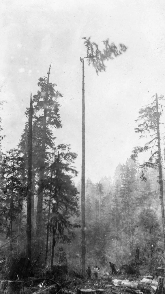 21 Stunning Images of Old-Growth Logging to Transport You to the World of Paul Bunyan