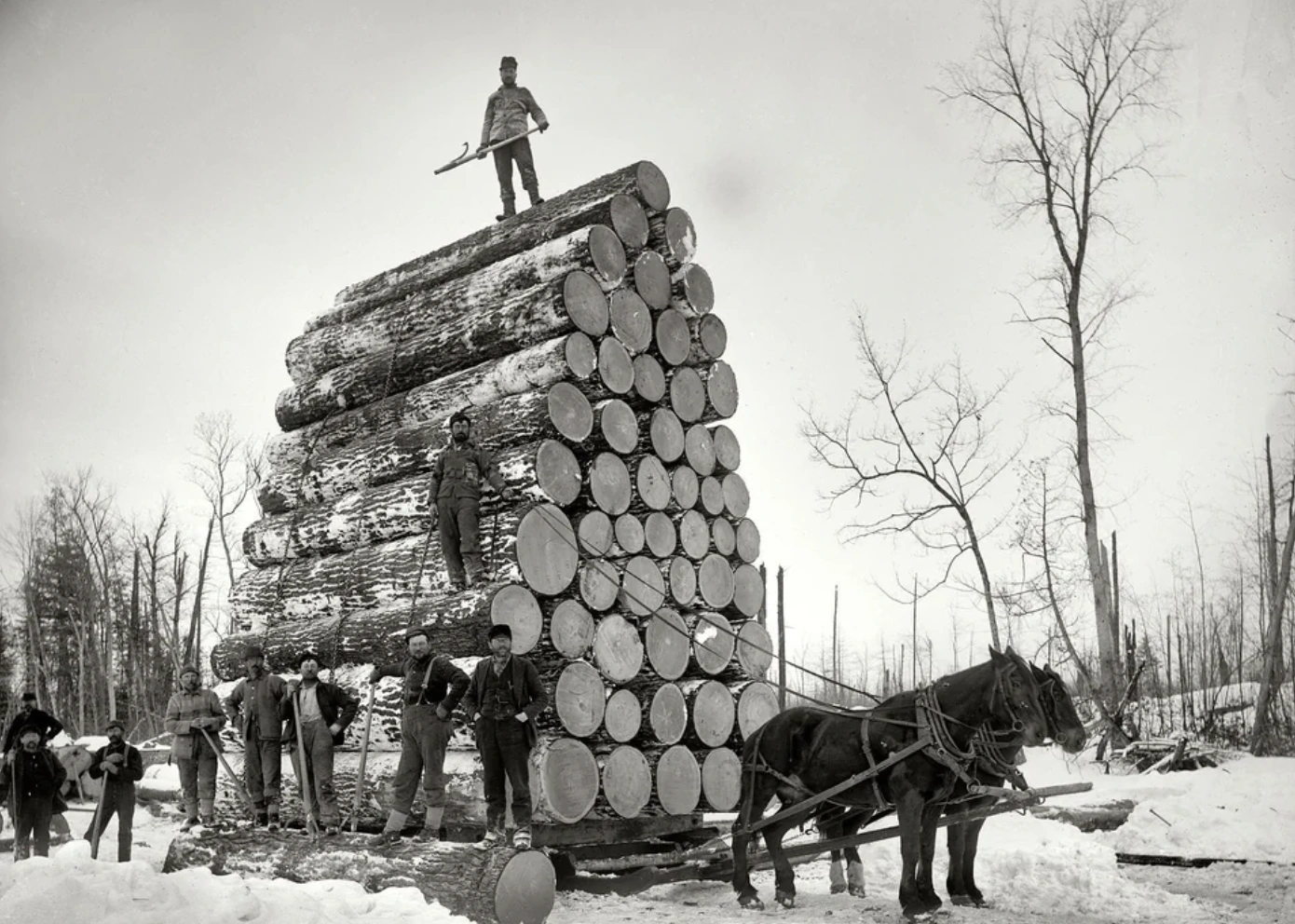 21 Stunning Images of Old-Growth Logging to Transport You to the World of Paul Bunyan