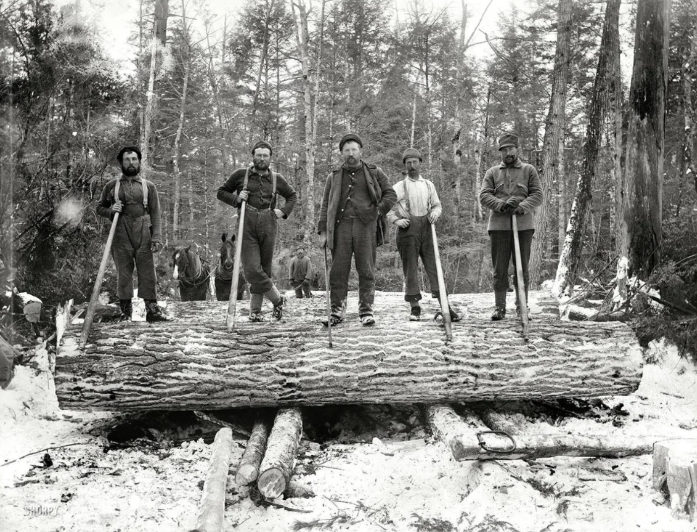 21 Stunning Images of Old-Growth Logging to Transport You to the World of Paul Bunyan
