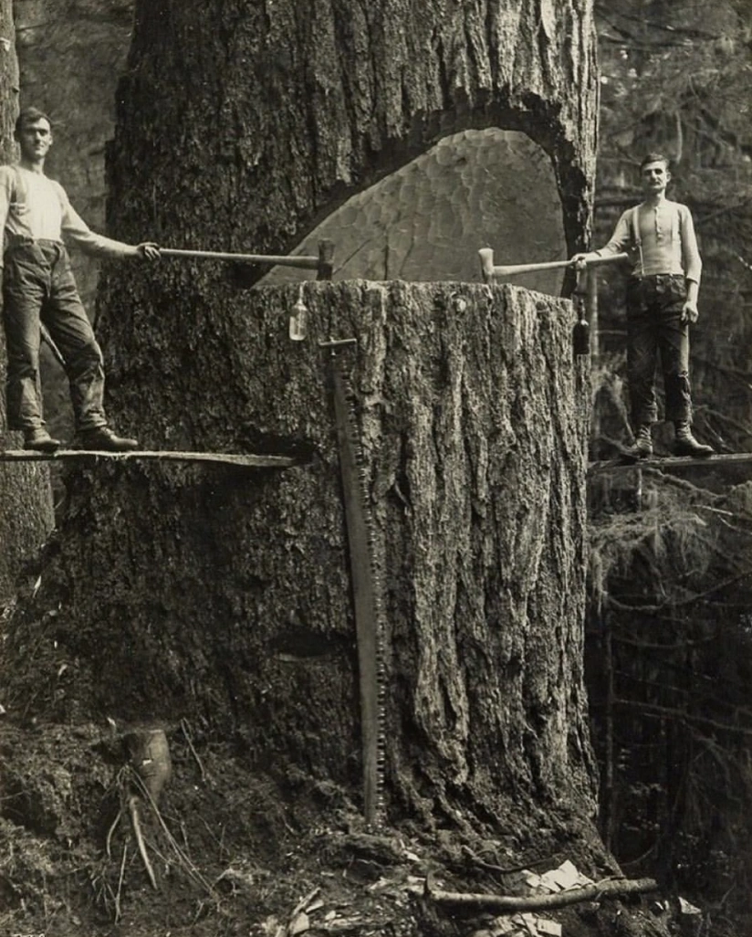 21 Stunning Images of Old-Growth Logging to Transport You to the World of Paul Bunyan