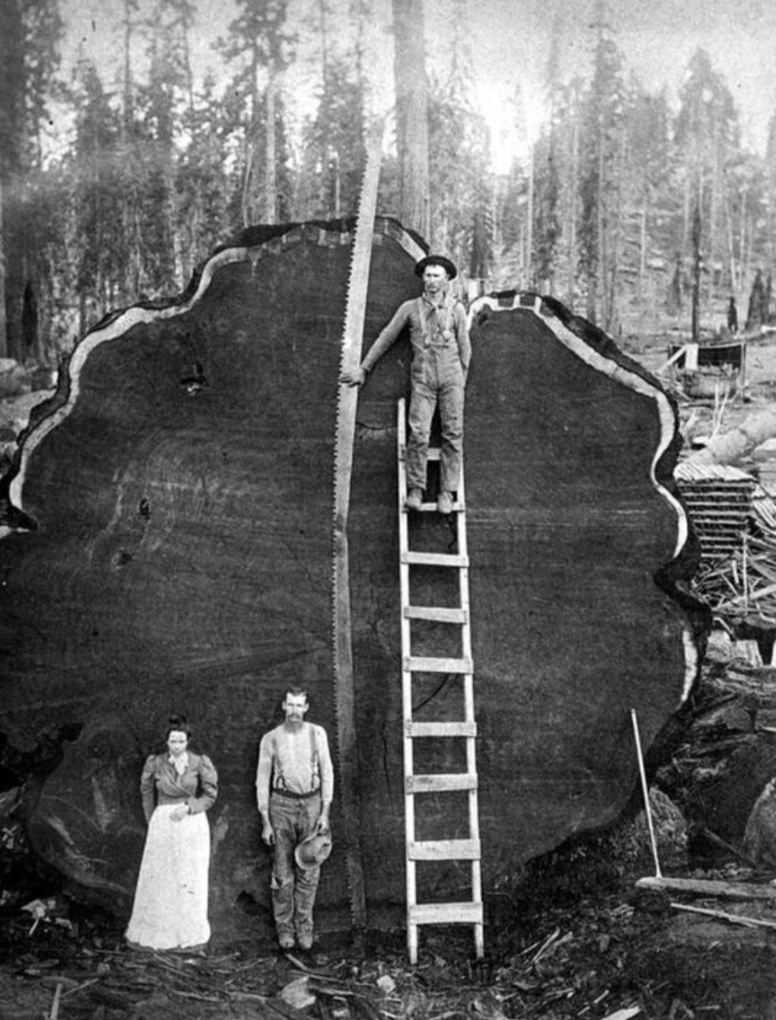 21 Stunning Images of Old-Growth Logging to Transport You to the World of Paul Bunyan