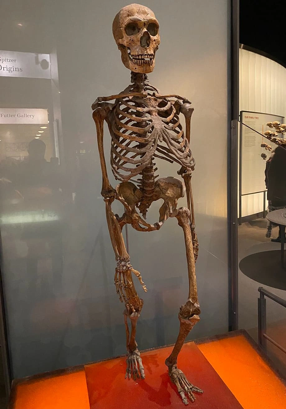 21 Mind-Blowing Discoveries That Challenge Our Understanding of Neanderthals