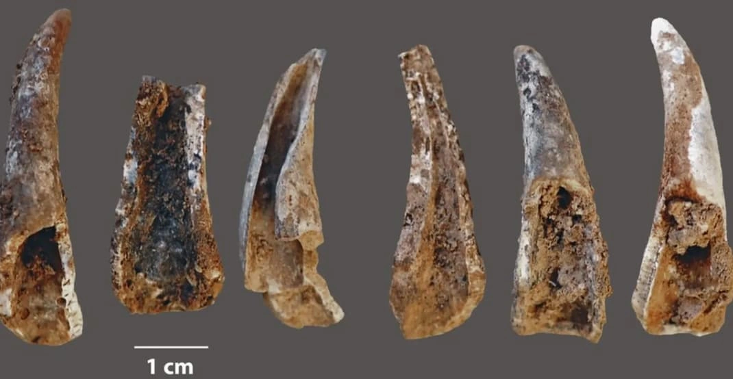 21 Mind-Blowing Discoveries That Challenge Our Understanding of Neanderthals