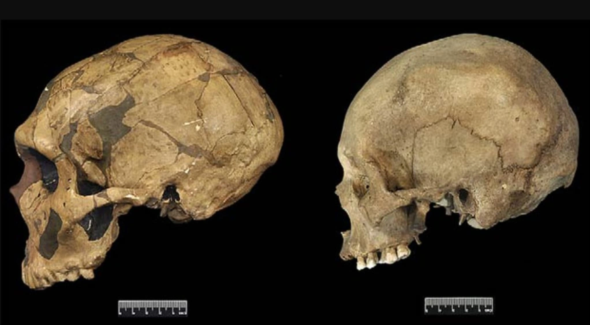 21 Mind-Blowing Discoveries That Challenge Our Understanding of Neanderthals