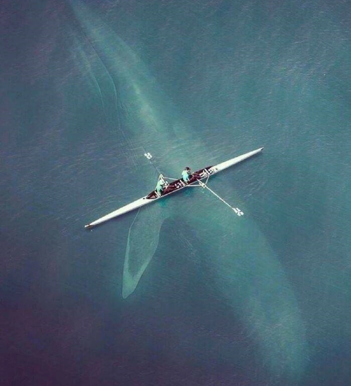 29 Bizarre and Beautiful Images to Brighten Your Morning