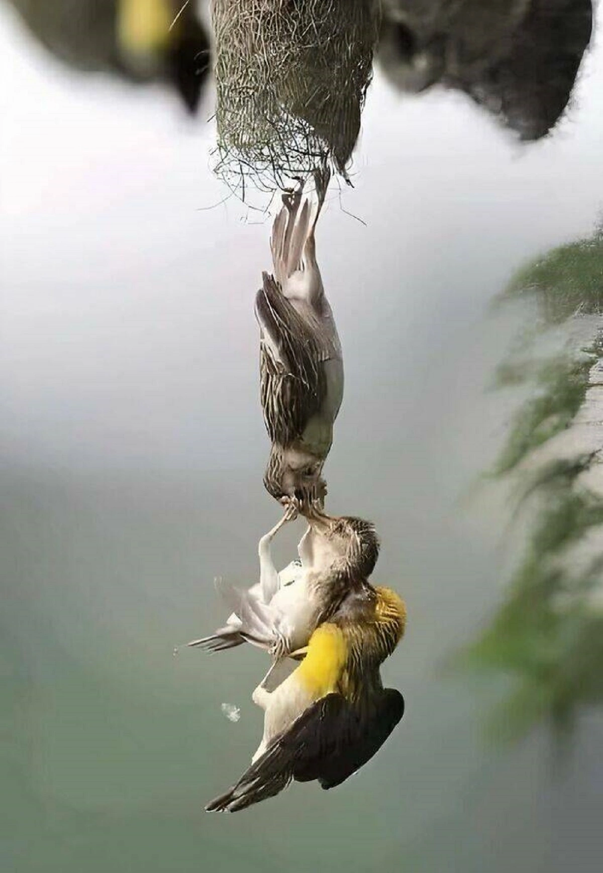 29 Bizarre and Beautiful Images to Brighten Your Morning