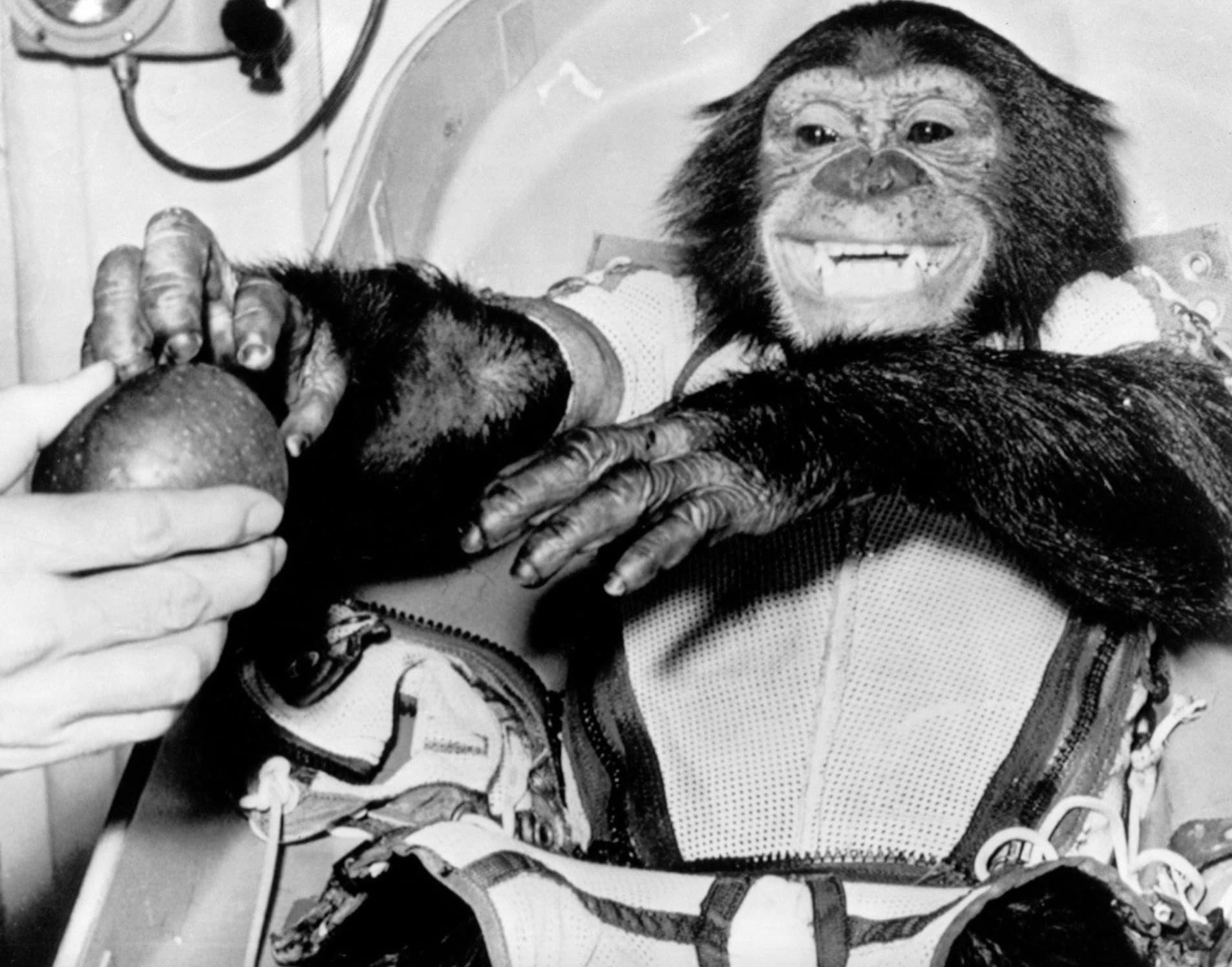 22 Retro-Styled Chimps We'd Love to Hang Out With