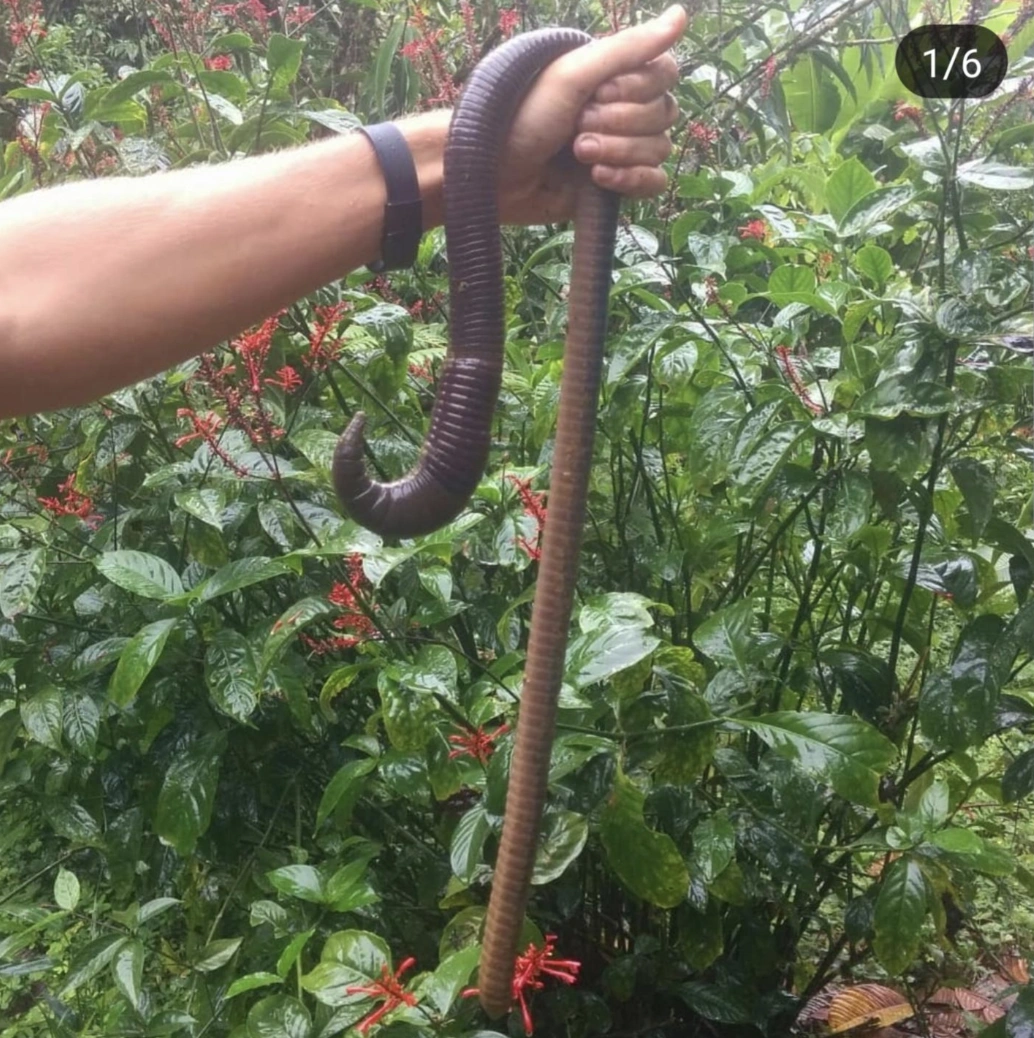 21 Fascinating Amazon Creatures Eager to Encounter You