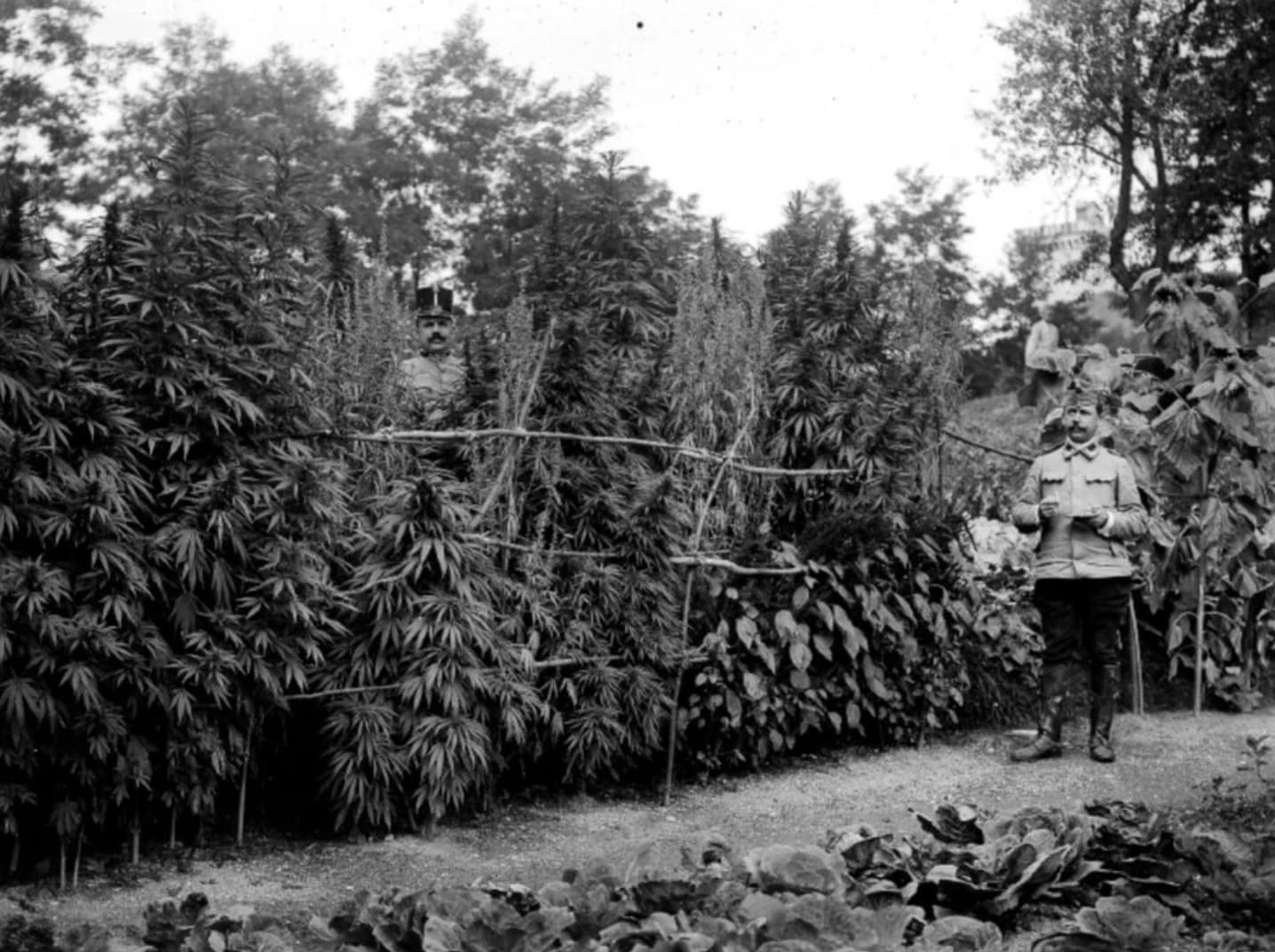 Exploring the Past: 23 Captivating Images of Traditional Cannabis Cultivators