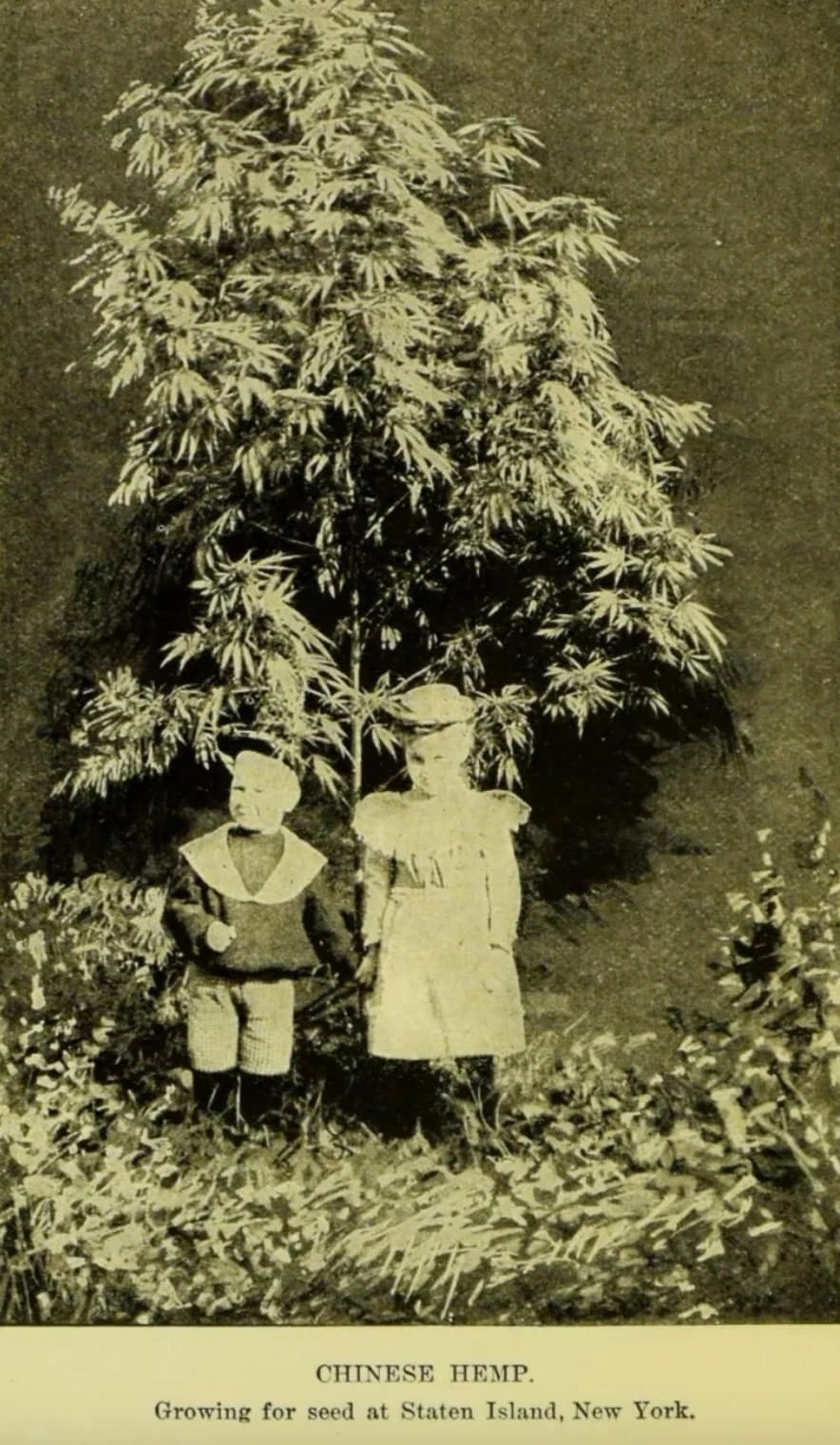 Exploring the Past: 23 Captivating Images of Traditional Cannabis Cultivators