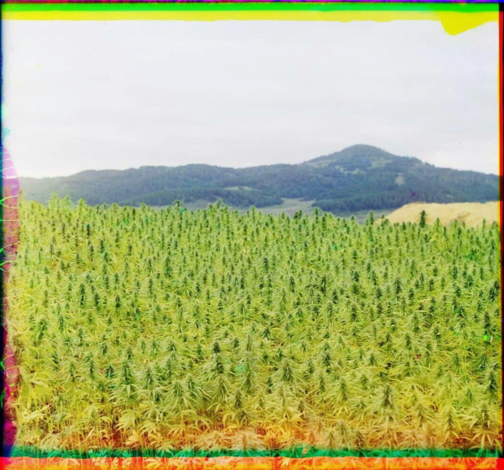 Exploring the Past: 23 Captivating Images of Traditional Cannabis Cultivators