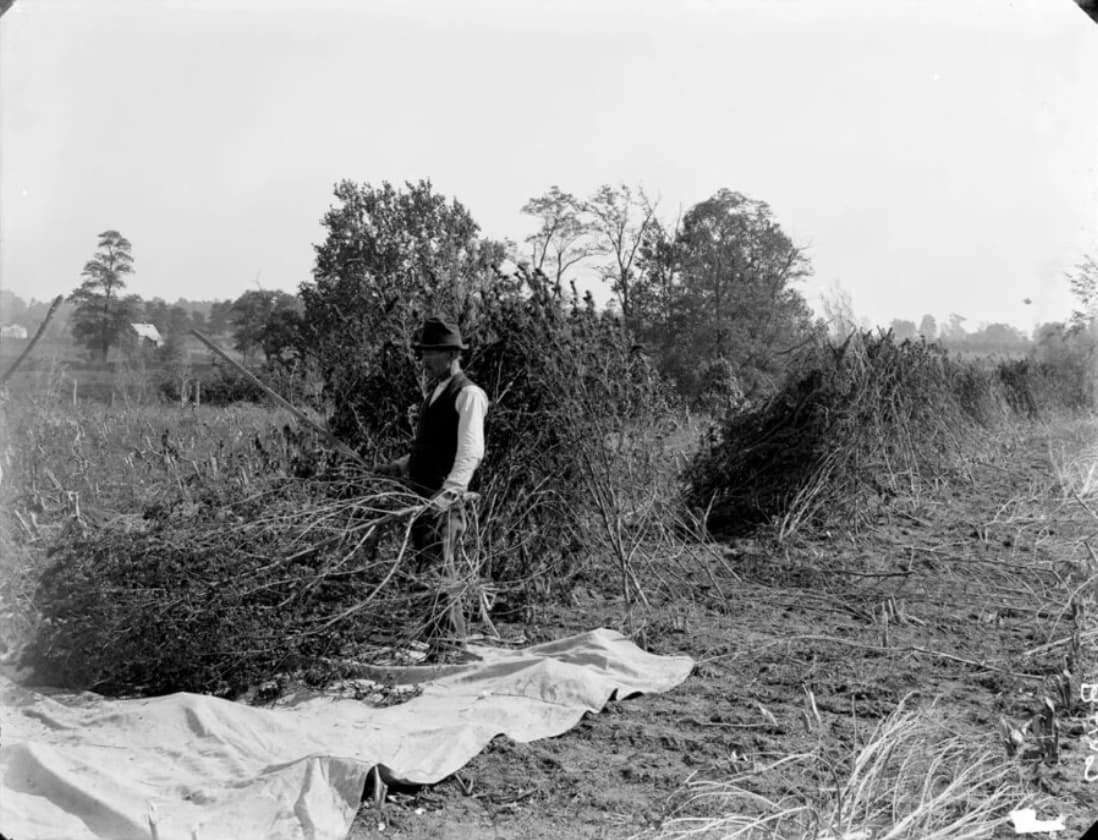 Exploring the Past: 23 Captivating Images of Traditional Cannabis Cultivators