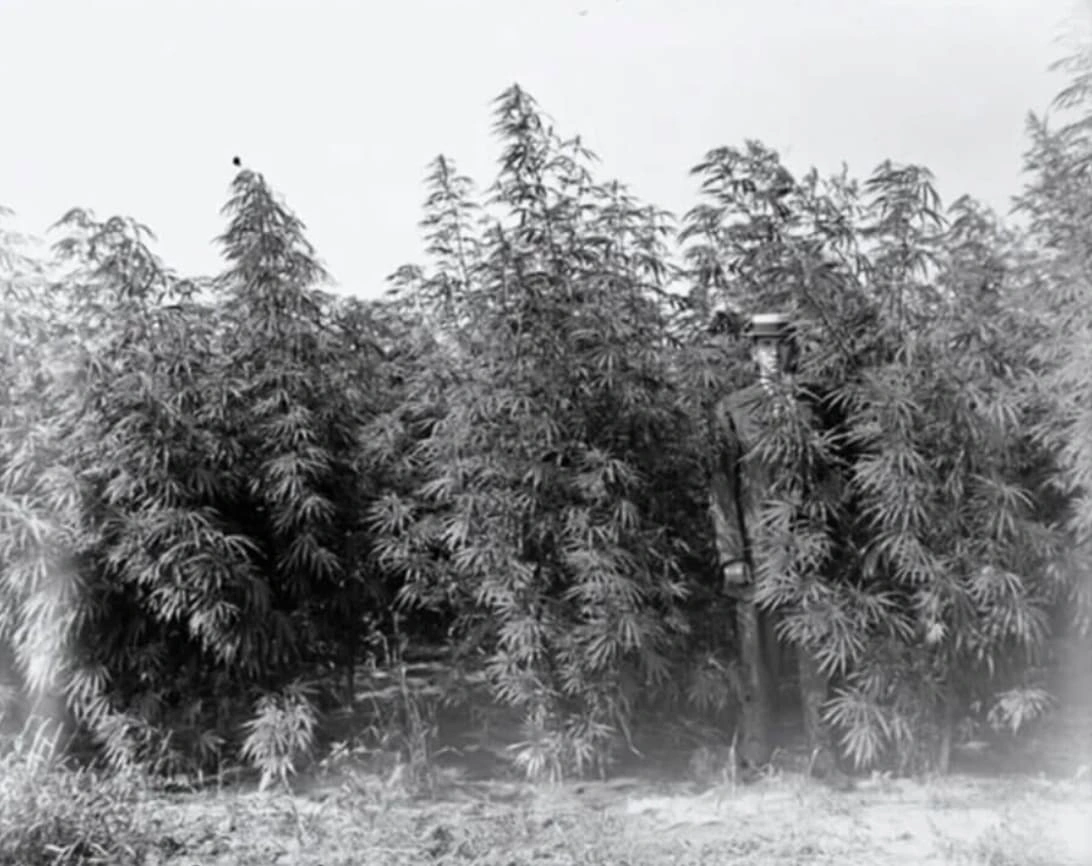 Exploring the Past: 23 Captivating Images of Traditional Cannabis Cultivators