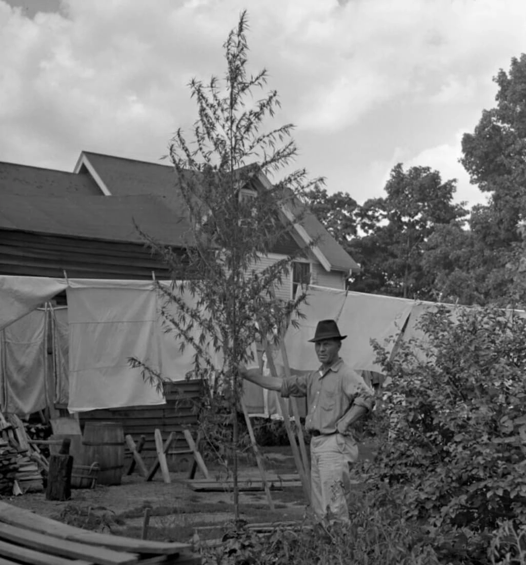 Exploring the Past: 23 Captivating Images of Traditional Cannabis Cultivators