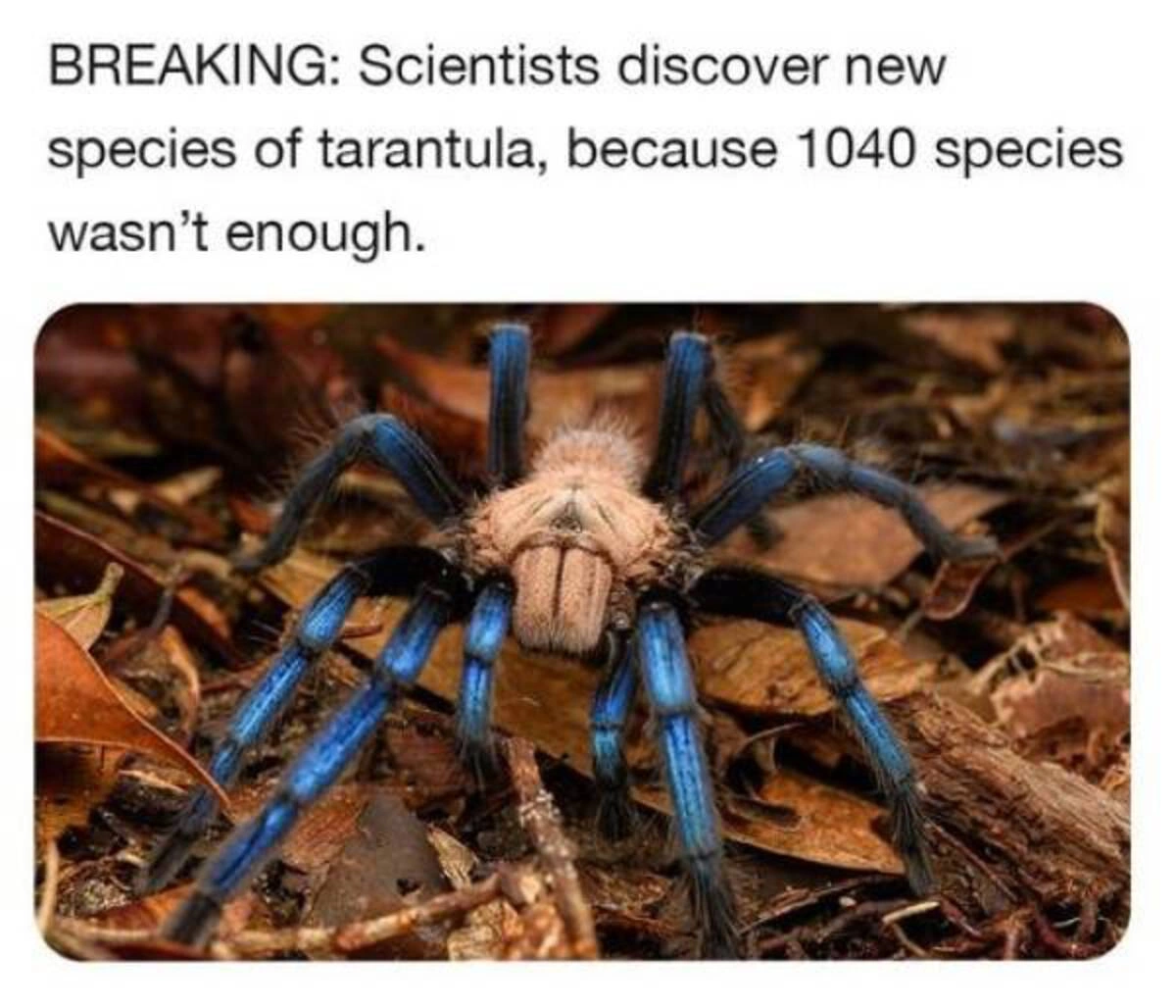 33 Hilarious Memes and Entertaining Pics to Brighten Your Day