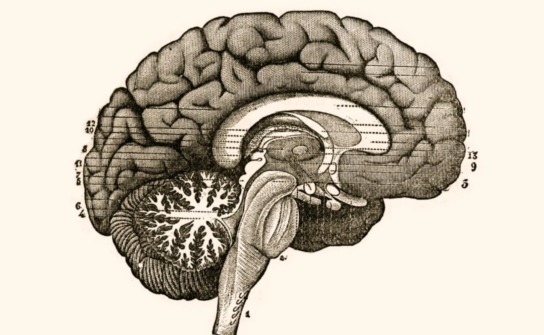 Discover 20 Mind-Blowing Facts About Your Brain