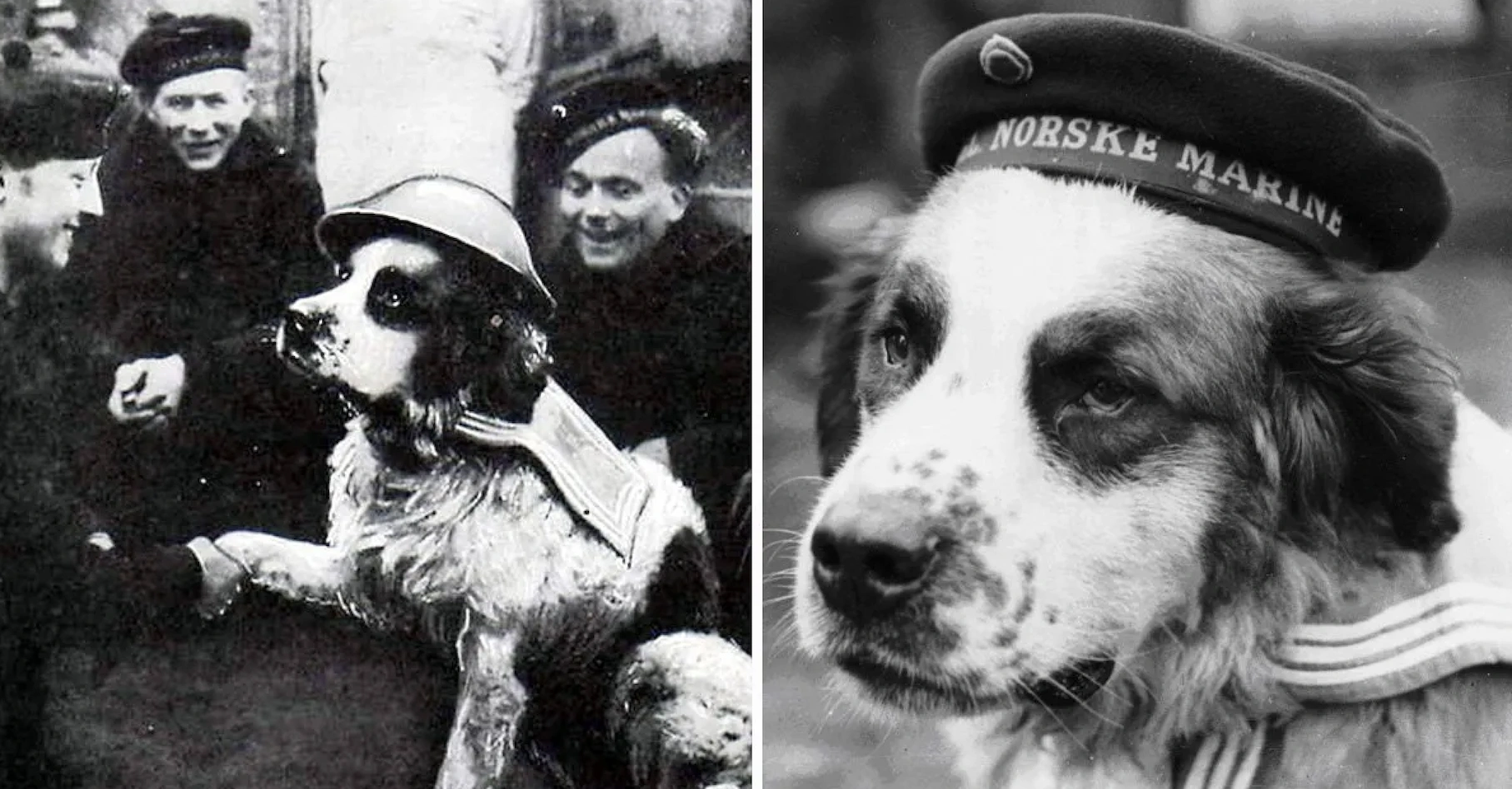 The Top 15 Most Honored Animals in Military History