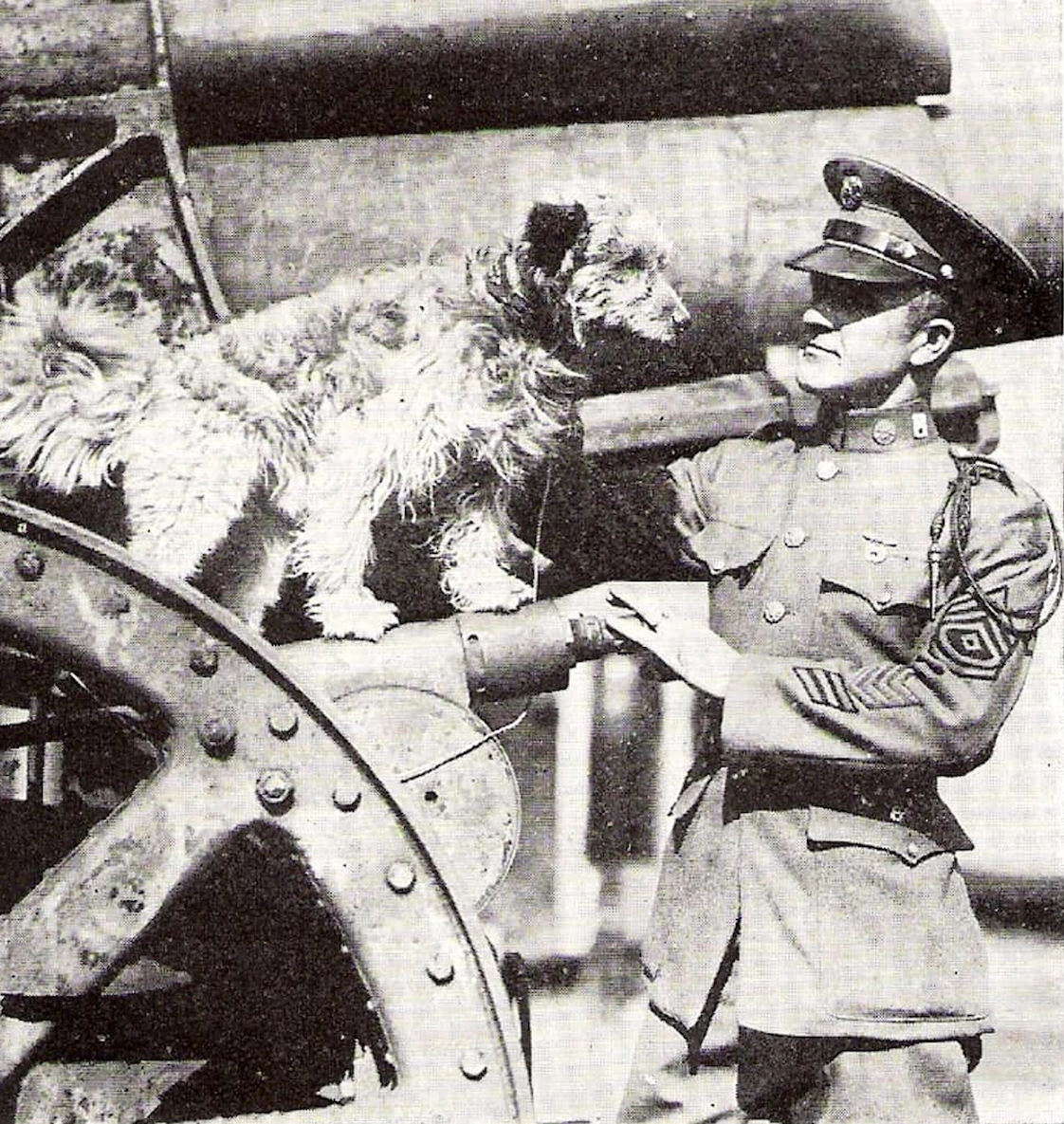 The Top 15 Most Honored Animals in Military History