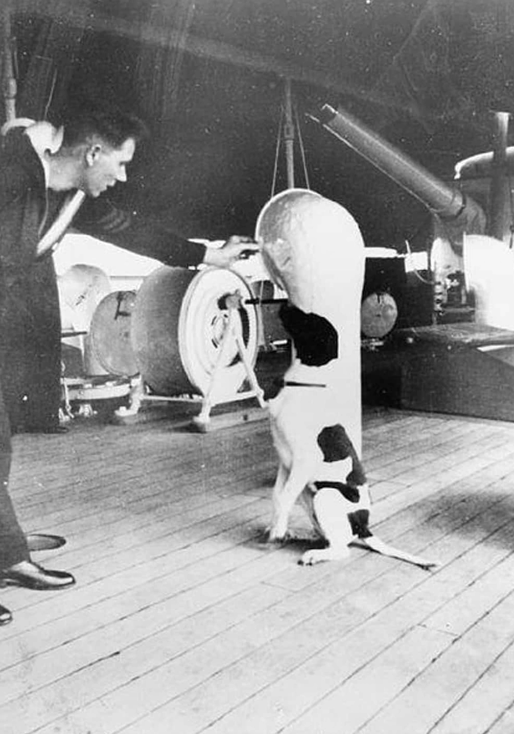 The Top 15 Most Honored Animals in Military History