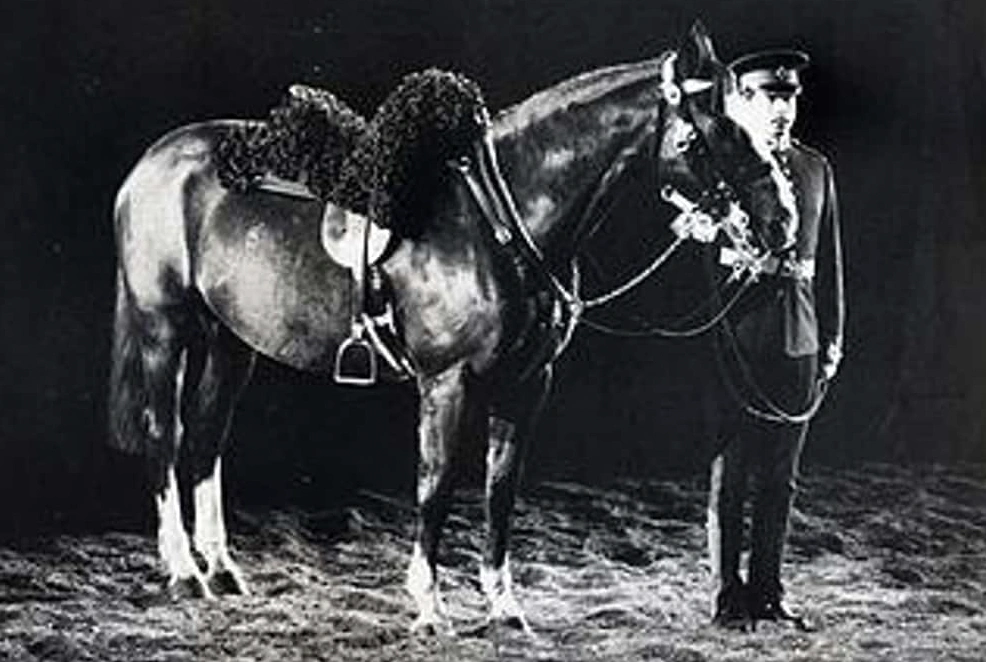 The Top 15 Most Honored Animals in Military History