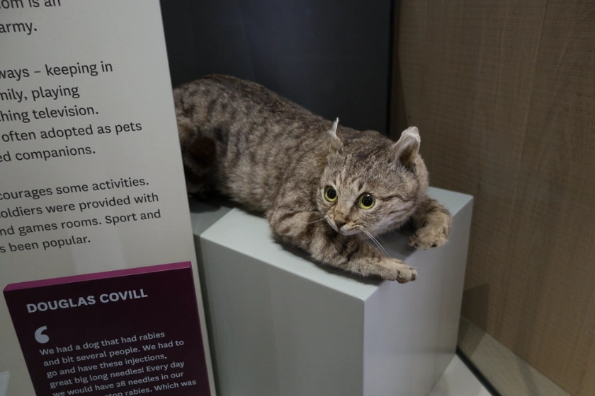 The Top 15 Most Honored Animals in Military History