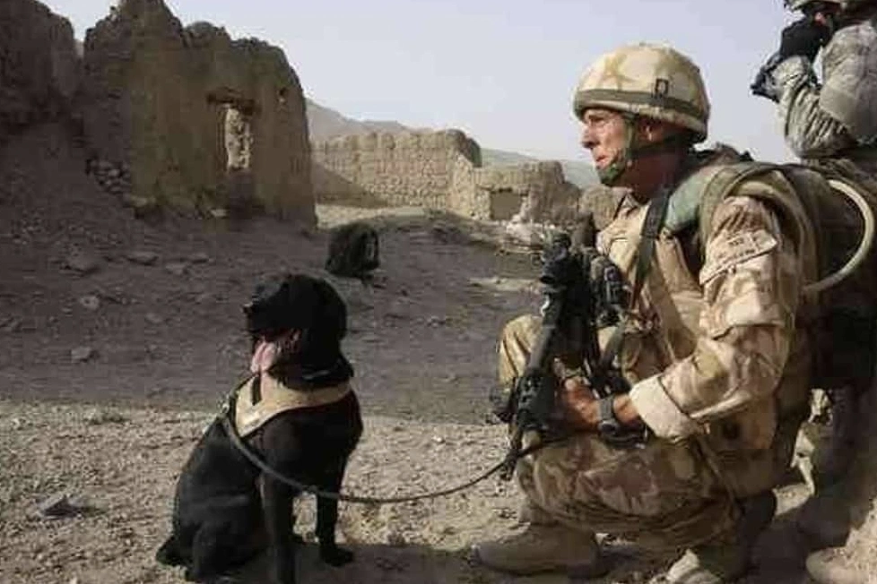 The Top 15 Most Honored Animals in Military History