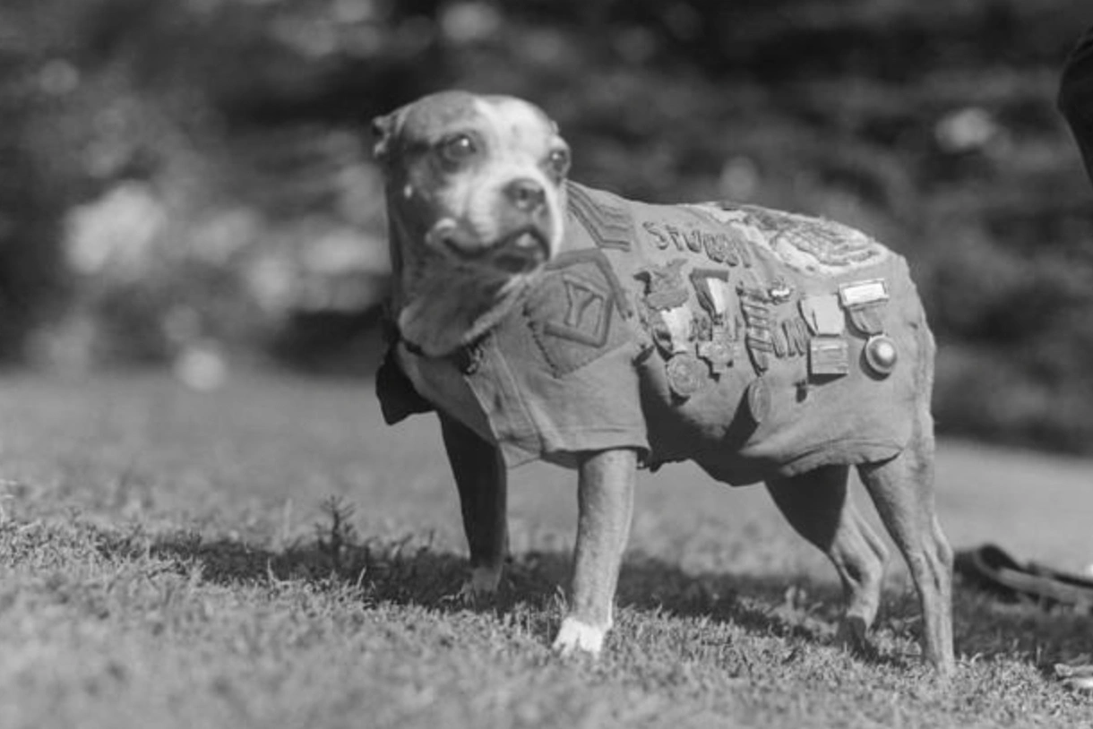 The Top 15 Most Honored Animals in Military History