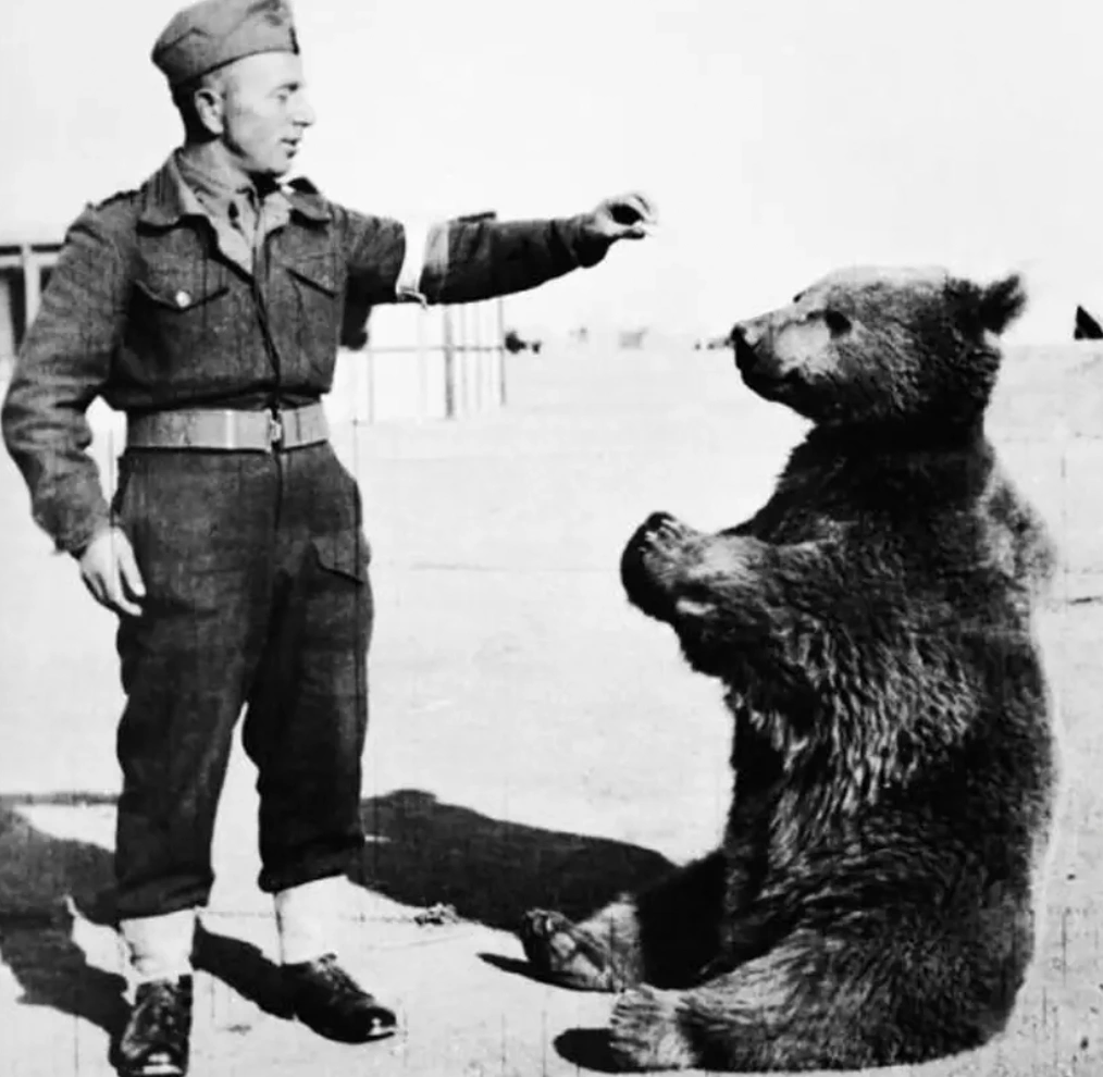 The Top 15 Most Honored Animals in Military History