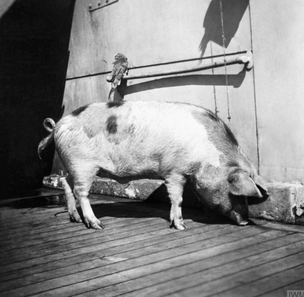 The Top 15 Most Honored Animals in Military History