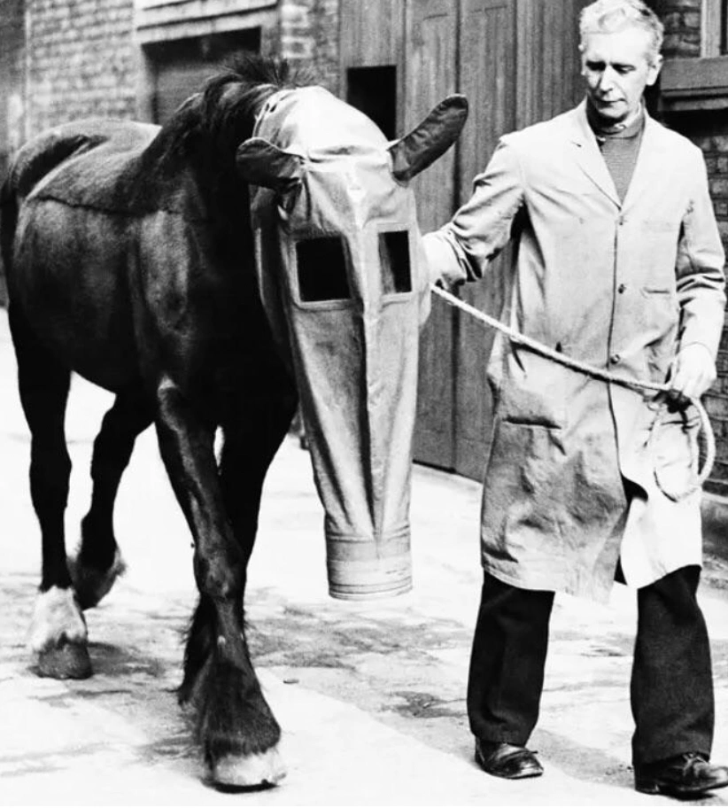 21 Elegantly Attired Equines Throughout History