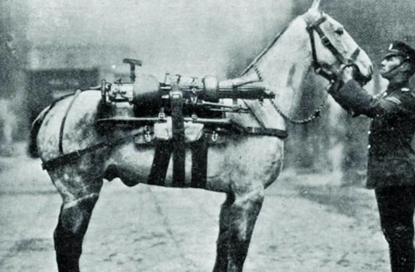 21 Elegantly Attired Equines Throughout History