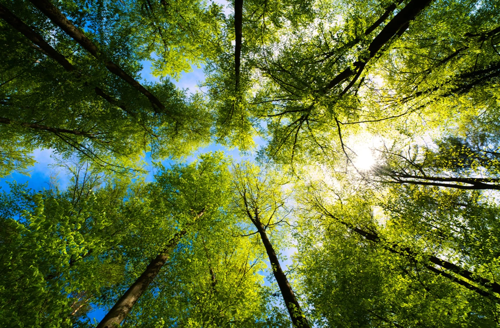 23 Basic Facts That We Can Grasp With Our Limited Intelligence